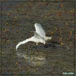 Aigrette garzette